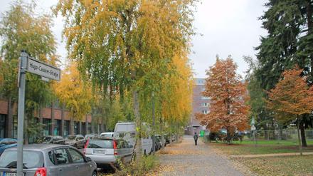 In der Hugo-Cassirer-Straße müssen 14 Birken-Pappeln gefällt werden.