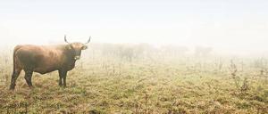 Auerochsen sind hierzulande selten. Die Urahnen der Hausrinder sind in Mitteleuropa schon seit dem 17. Jahrhundert ausgestorben.