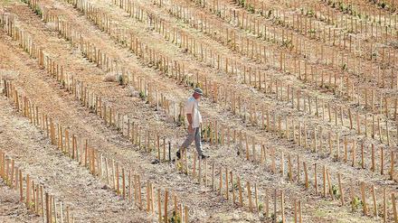 Dürre Aussicht. Ein französischer Weinbauer mit seinen frisch gepflanzten Weinstöcken im September 2016. Künftig werden noch längere und stärkere Trockenperioden erwartet.