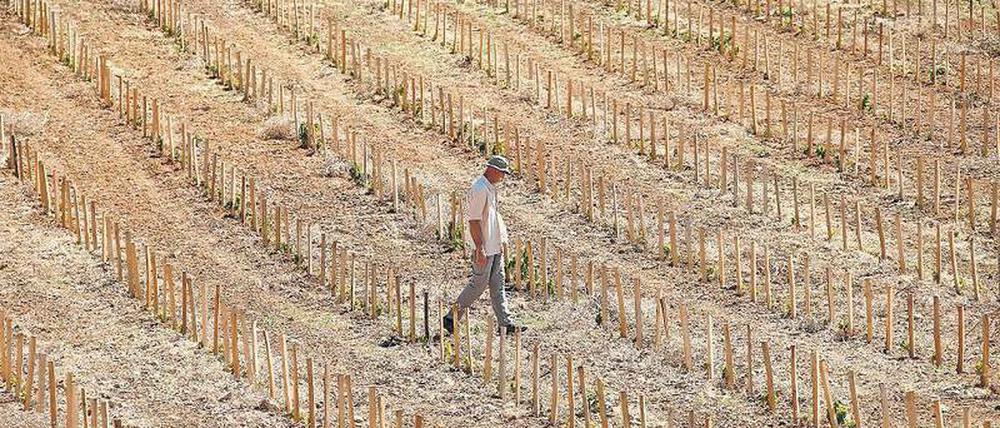 Dürre Aussicht. Ein französischer Weinbauer mit seinen frisch gepflanzten Weinstöcken im September 2016. Künftig werden noch längere und stärkere Trockenperioden erwartet.