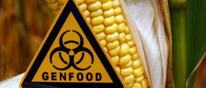 Umstritten: Genmais ist in Deutschland verpönt, in Spanien aber beliebt. 
