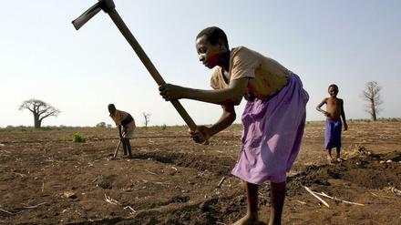 Bauern bearbeiten in vertrocknetes Feld in Malawi. 