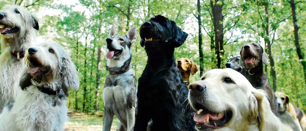 Wo ist die Ambrosia? Hunde könnten der allergenen Pflanze mit ihrer feinen Nase auf die Spur kommen.