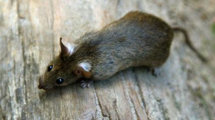 Rund 2,2 Millionen Ratten soll es einer Schätzung zufolge in Berlin geben. Die Zahl ist mit Vorsicht zu genießen. 