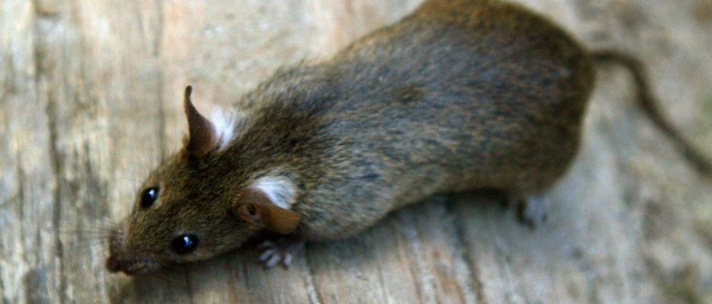 Rund 2,2 Millionen Ratten soll es einer Schätzung zufolge in Berlin geben. Die Zahl ist mit Vorsicht zu genießen. 
