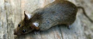 Rund 2,2 Millionen Ratten soll es einer Schätzung zufolge in Berlin geben. Die Zahl ist mit Vorsicht zu genießen. 