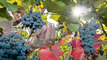 Weinlese in Oberrotweil (Baden-Württemberg) im Kaiserstuhl.
