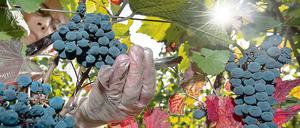 Weinlese in Oberrotweil (Baden-Württemberg) im Kaiserstuhl.