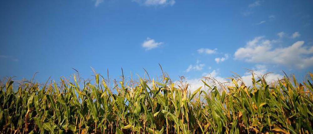 Ein Kornfeld in Indiana - und kein Späti weit und breit.