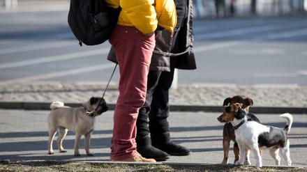 Quirlige Mitbewohner: Hunde in Berlin. 
