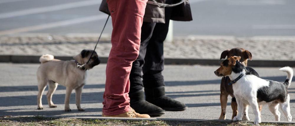 Quirlige Mitbewohner: Hunde in Berlin.