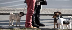 Quirlige Mitbewohner: Hunde in Berlin. 