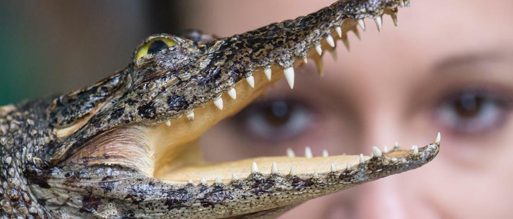 Dieses kleine afrikanische Krokodil wurde vom Zoll sichergestellt. Die Einfuhr zahlreicher Arten - egal ob lebend oder präpariert - ist verboten.