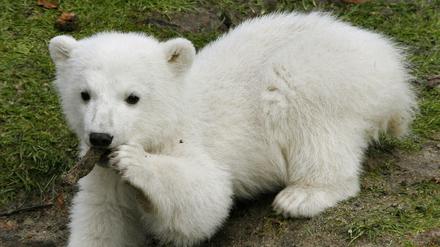 Eisbär Knut (2006 - 2011) löste Begeisterung in ganz Deutschland aus. 