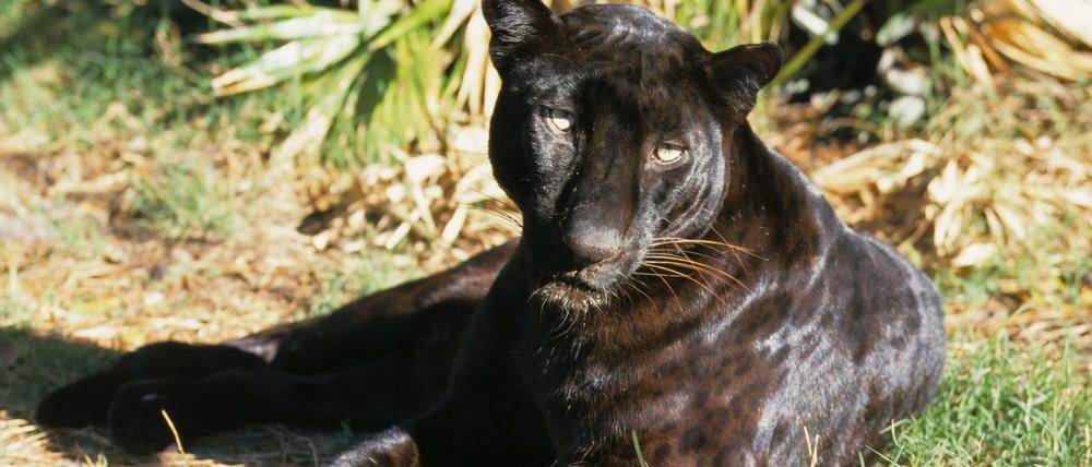 Tiefenentspannt. Schwarze Panther sind auf Java zu Hause. Fällt das Licht besonders günstig, sieht man im Fell das typische Rosetten-Muster.