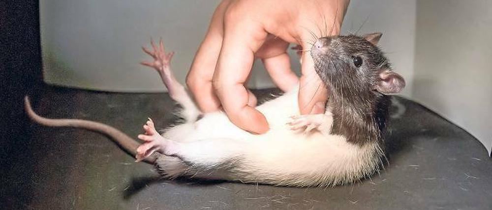 Hihi. Nur wenn sie gute Laune haben, mögen Ratten eine Kitzelei. 