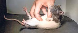 Hihi. Nur wenn sie gute Laune haben, mögen Ratten eine Kitzelei. 