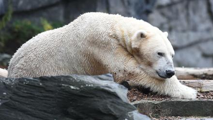 Eisbär Wolodja sitzt im Tierpark in Berlin in seinem Gehege. Er ist der Vater der neugeborenen Zwillinge - leider hat wohl nur ein Baby überlebt.