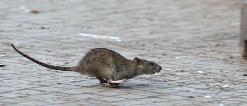 Ratten vermehren sich vor allem dort, wo sie viel zu fressen finden.