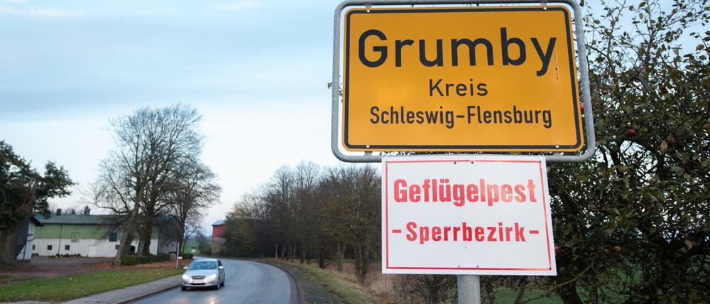 Wie der Erreger in den Bestand in Grumby gelangen konnte, blieb zunächst unklar.
