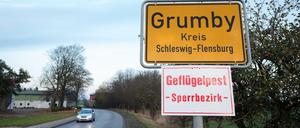 Wie der Erreger in den Bestand in Grumby gelangen konnte, blieb zunächst unklar. 