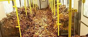 Herbst - in vollen Zügen.