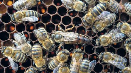 Vorbilder. Irgendwann sollen sich selbstfahrende Fahrzeuge wie Bienen verhalten. Die Autos werden sich dann während der Fahrt im Schwarm aufladen. 