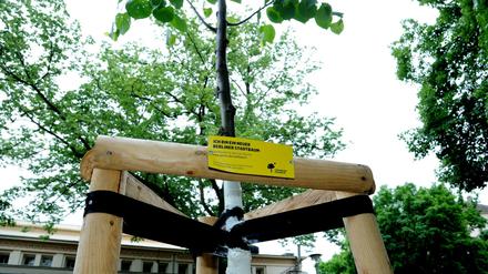 Rund 6500 Straßenbäume sind seit 2012 dank Spenden in Berlin nachgepflanzt worden.