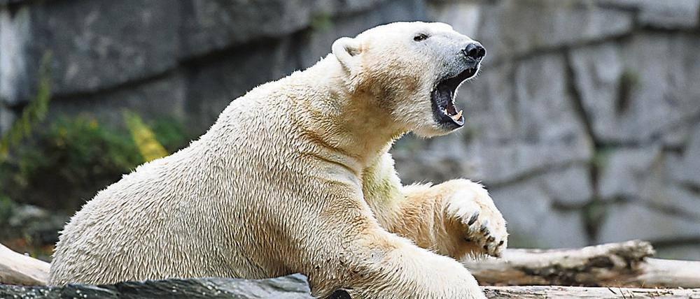 Hey, ich bin auch noch da! Aus schierer Verzweiflung über den Besuchermangel im Tierpark hat Eisbär Wolodja nun ein Baby gezeugt.