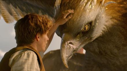 Scamander (Eddie Redmayne)