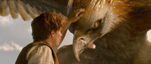 Scamander (Eddie Redmayne)