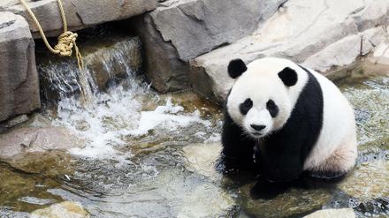 Berlin hatte eine lange Geschichte mit Pandas - sie begann 1939.