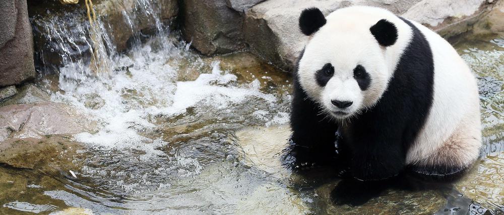 Berlin hatte eine lange Geschichte mit Pandas - sie begann 1939.