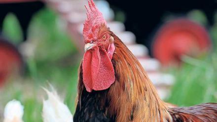 In Zitz in Brandenburg wurde um krähende Hähne gestritten. Foto: dpa