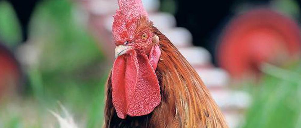 In Zitz in Brandenburg wurde um krähende Hähne gestritten. Foto: dpa