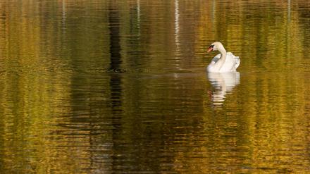 Ein Schwan auf einem Teich.