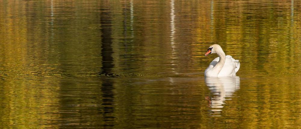 Ein Schwan auf einem Teich.