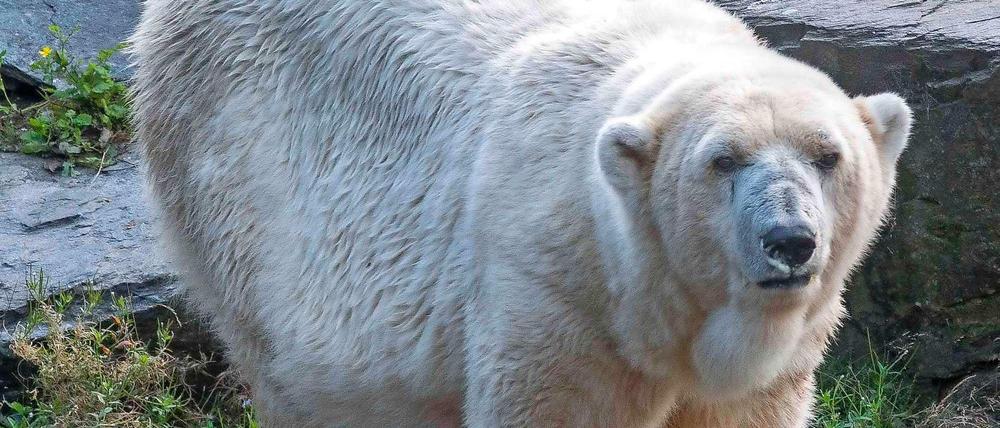 Aika war laut Tierpark mit 36 Jahren die älteste Eisbärin weltweit. Das Foto stammt von 2015.