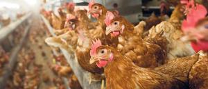 In Sicherheit? Am heutigen Dienstag wird über eine bundesweite Stallpflicht für Geflügel beraten.