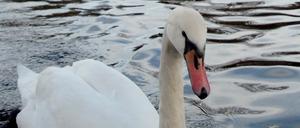 Problemvögel: Bei vier Berliner Schwänen wurde das gefährliche Virus gefunden.