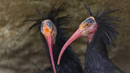 Der Waldrapp gehört in die Familie der Ibisse und gilt in Europa als ausgestorben. Die EU fördert seine Wiederansiedelung.