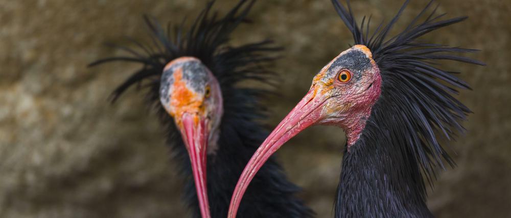 Der Waldrapp gehört in die Familie der Ibisse und gilt in Europa als ausgestorben. Die EU fördert seine Wiederansiedelung.