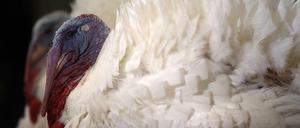 Diese zwei Truthähne wurden traditionell vom U.S. Präsidenten Barack Obama begnadigt.