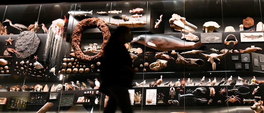 Eine Besucherin geht im Senckenberg-Museum an den Exponaten der Sonderausstellung „Faszination Vielfalt“ vorbei, die in einer gigantischen Vitrine ausgestellt sind. Das 1821 gegründete Senckenberg-Museum feiert in diesem Jahr sein 200-jähriges Bestehen. Nur vier Jahre nach der Gründung der „Senckenbergischen Naturforschenden Gesellschaft“ war das Naturmuseum entstanden. Heute ist Senckenberg die größte Einrichtung der Leibniz-Gemeinschaft und forscht an sieben Instituten zu allen Aspekten der Biodiversität. +++ dpa-Bildfunk +++