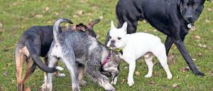 Freilaufende Hunde können den Virus verbreiten.