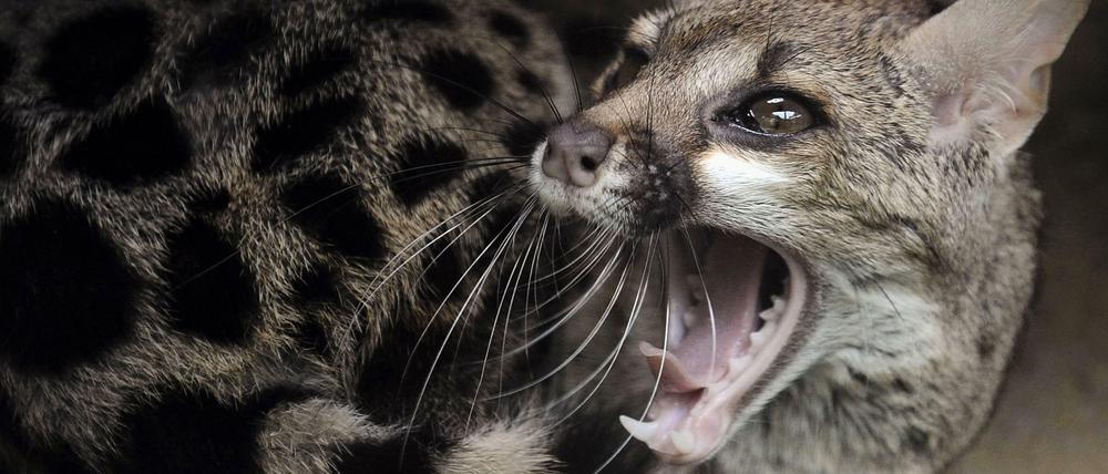 Ginsterkatzen sind ungefährlich, jedenfalls solang man beim Füttern auf seine Finger aufpasst.