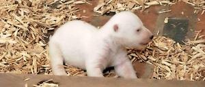 Bitte recht freundlich. Auf den neuen Tierpark-Bildern macht das Eisbärenjunge einen gut genährten Eindruck.