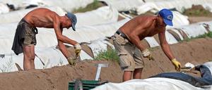 Saisonarbeiter bei der Spargelernte in Brandenburg. Der AOK wird vorgeworfen, mit solchen Mitgliedern getrickst zu haben. 