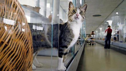 Katze im Katzenhaus im Tierheim Berlin.