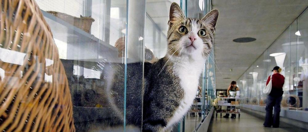 Katze im Katzenhaus im Tierheim Berlin.
